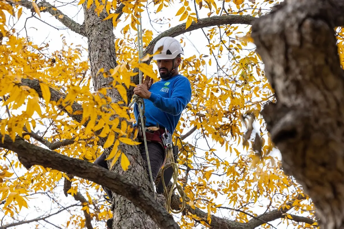 Skilled Tree Transplanting crew working in Genoa